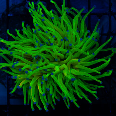 BK Chem Jolly Rancher - 3 heads