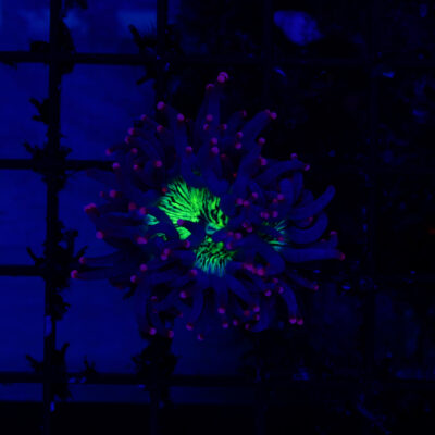 Tyree Pink Tip Elegance