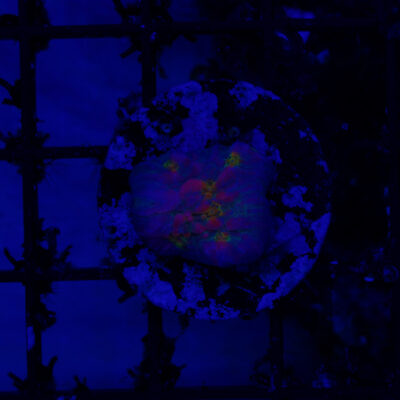 WWC Cosmic Candy Bounce Chalice