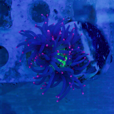 Tyree Pink Tip Elegance #2