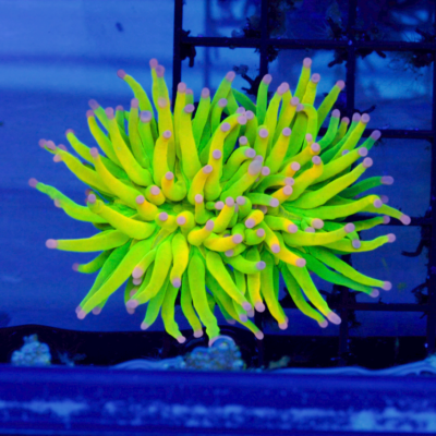 RMF's Holy Grail Cotton Candy