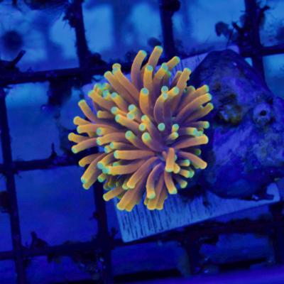 RMF's Scorpion Torch